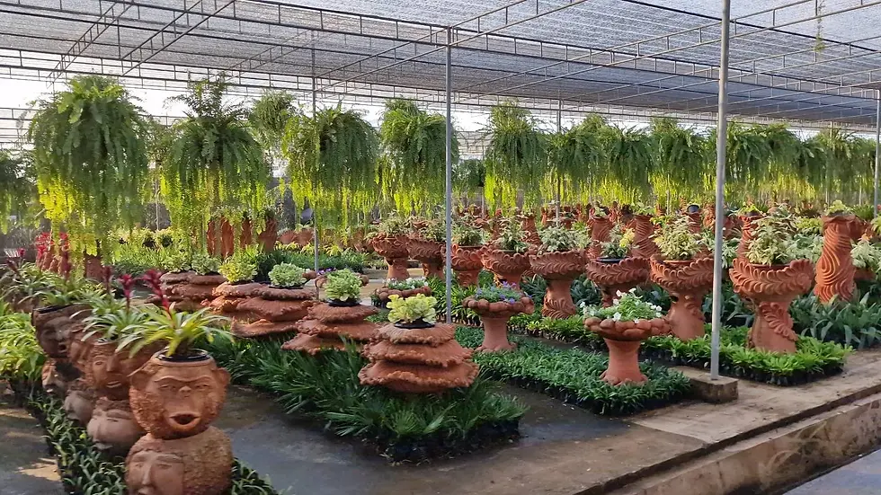 Terracotta pots with plants fill a greenhouse, surrounded by lush greenery. Hanging ferns overhead create a vibrant, peaceful atmosphere.