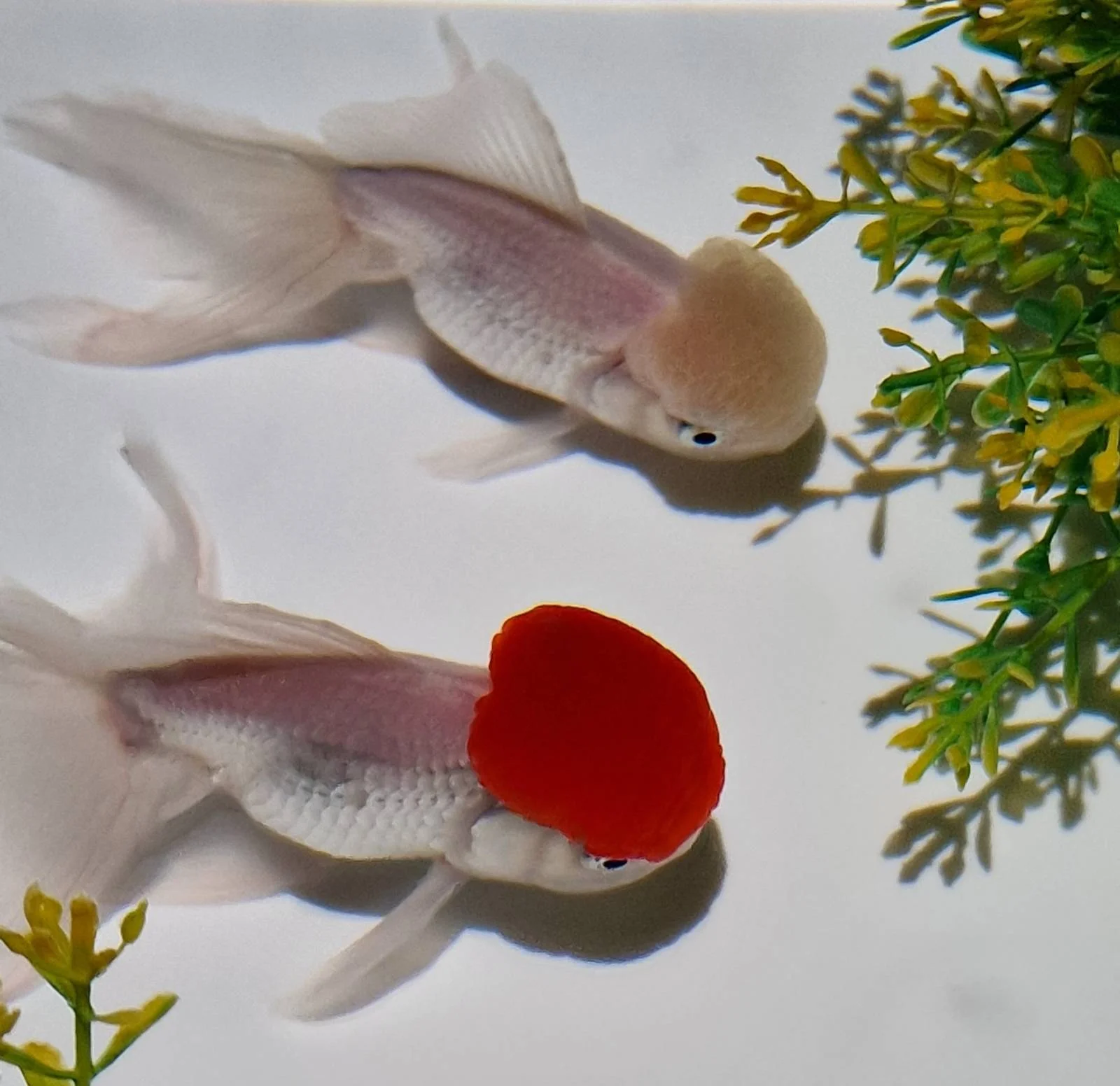 Two fancy goldfish with flowing fins swim in clear water. One has a bright red cap on its head, while the other is pale. Green plant leaves are visible on the right side of the image.