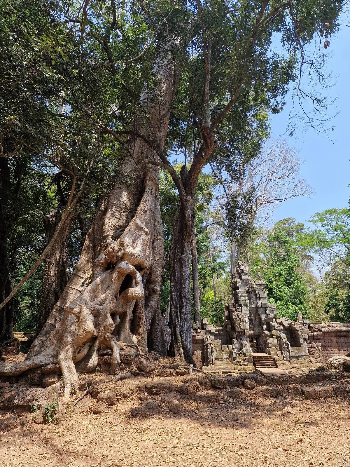 Large tree with thick, twisting roots growing around ancient stone ruins in a forested area under a clear blue sky.