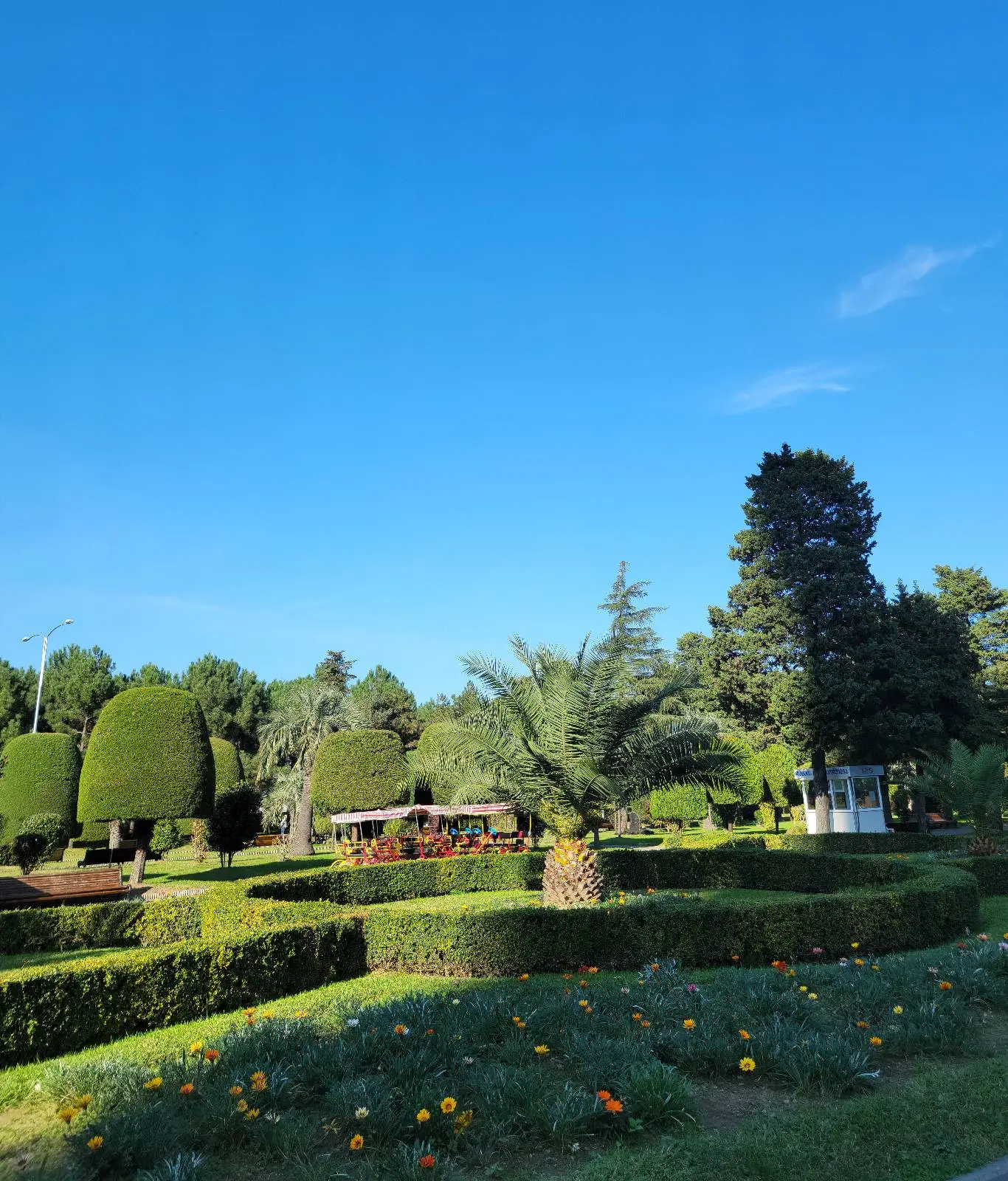 Central palm tree surrounded by a circle of low cut green hedges. Backdrop of cove of green trees and blue sky.