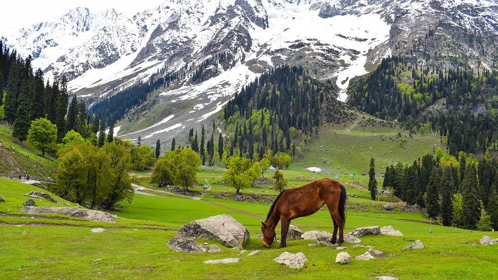 Brown horse grazing on a green meadow with snow-capped mountains and lush trees in the background. Peaceful and scenic landscape.