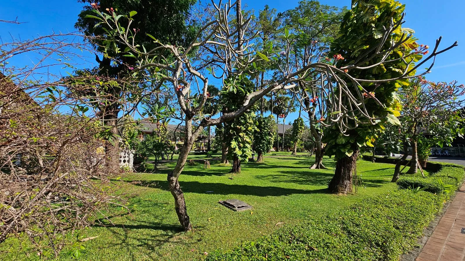 A lush garden with green grass and various trees under a clear blue sky. Some trees have sparse leaves and branches, while others are dense with greenery. A narrow path runs along the right side of the image.