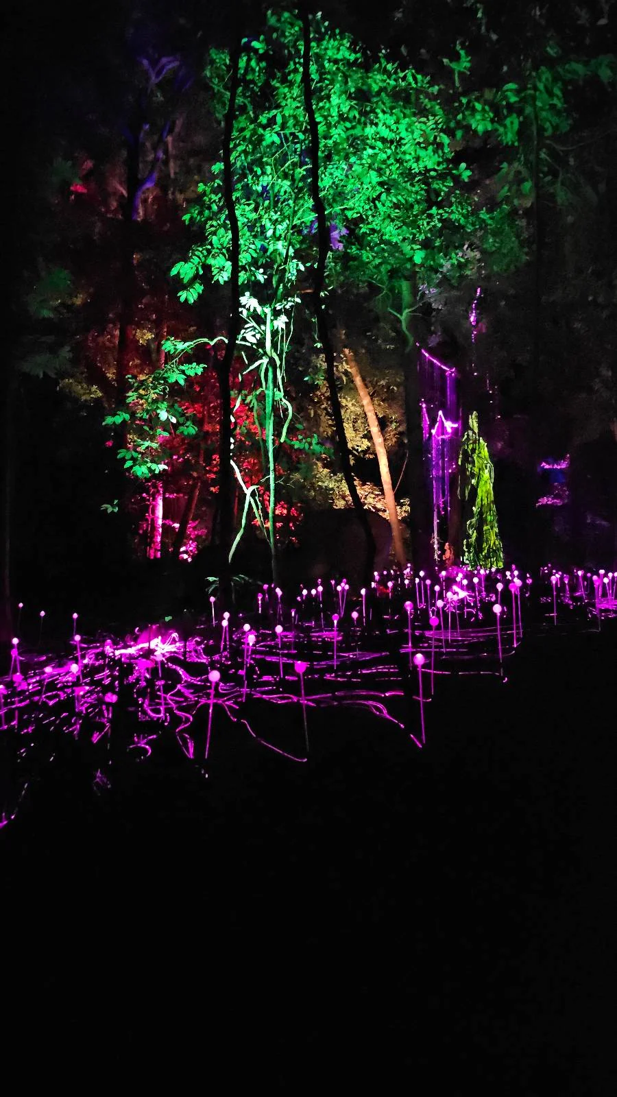 A forest scene at night illuminated with vibrant green, red, and purple lights. Trees and the ground are adorned with glowing colors, creating a magical, otherworldly atmosphere in the midst of nature.