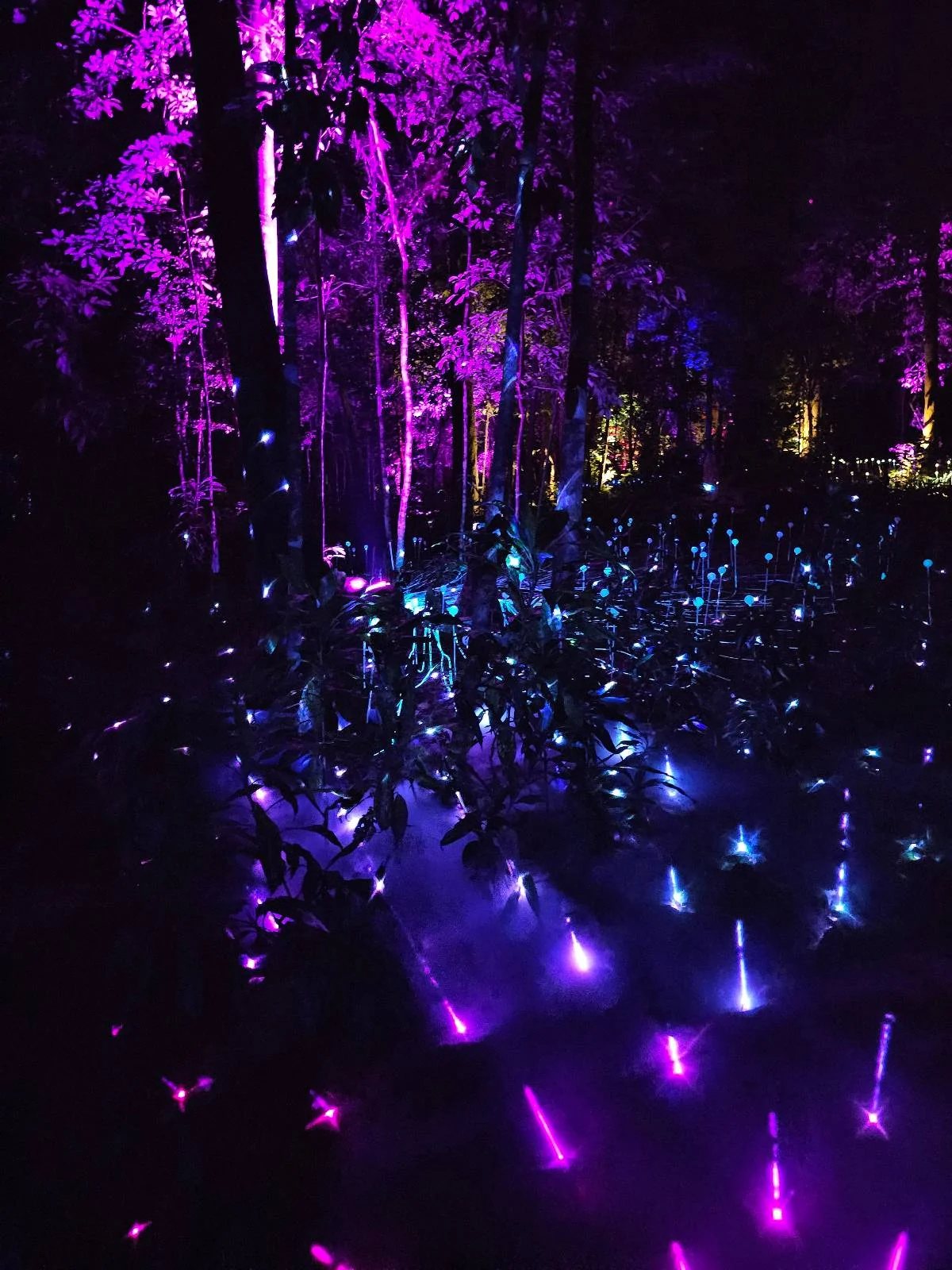 A forest scene at night illuminated by vibrant purple, pink, and blue lights. The lights create a mystical atmosphere among the trees and bushes, with rays of light appearing as small stars on the ground.