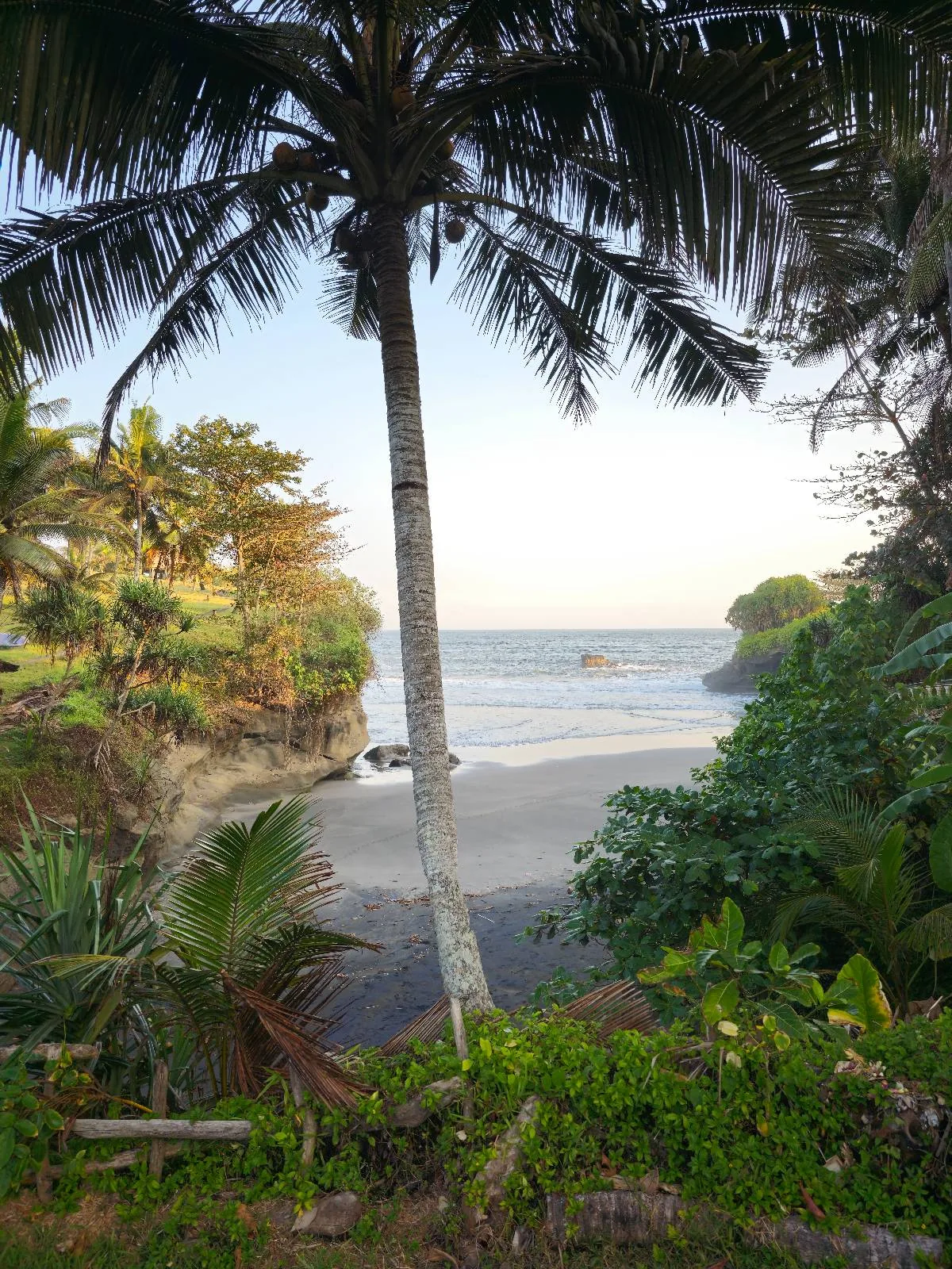 A serene beach scene with a tall palm tree in the foreground, overlooking sandy shores and gentle waves. Lush green vegetation frames the view, and the sky is clear, suggesting a peaceful, sunny day.