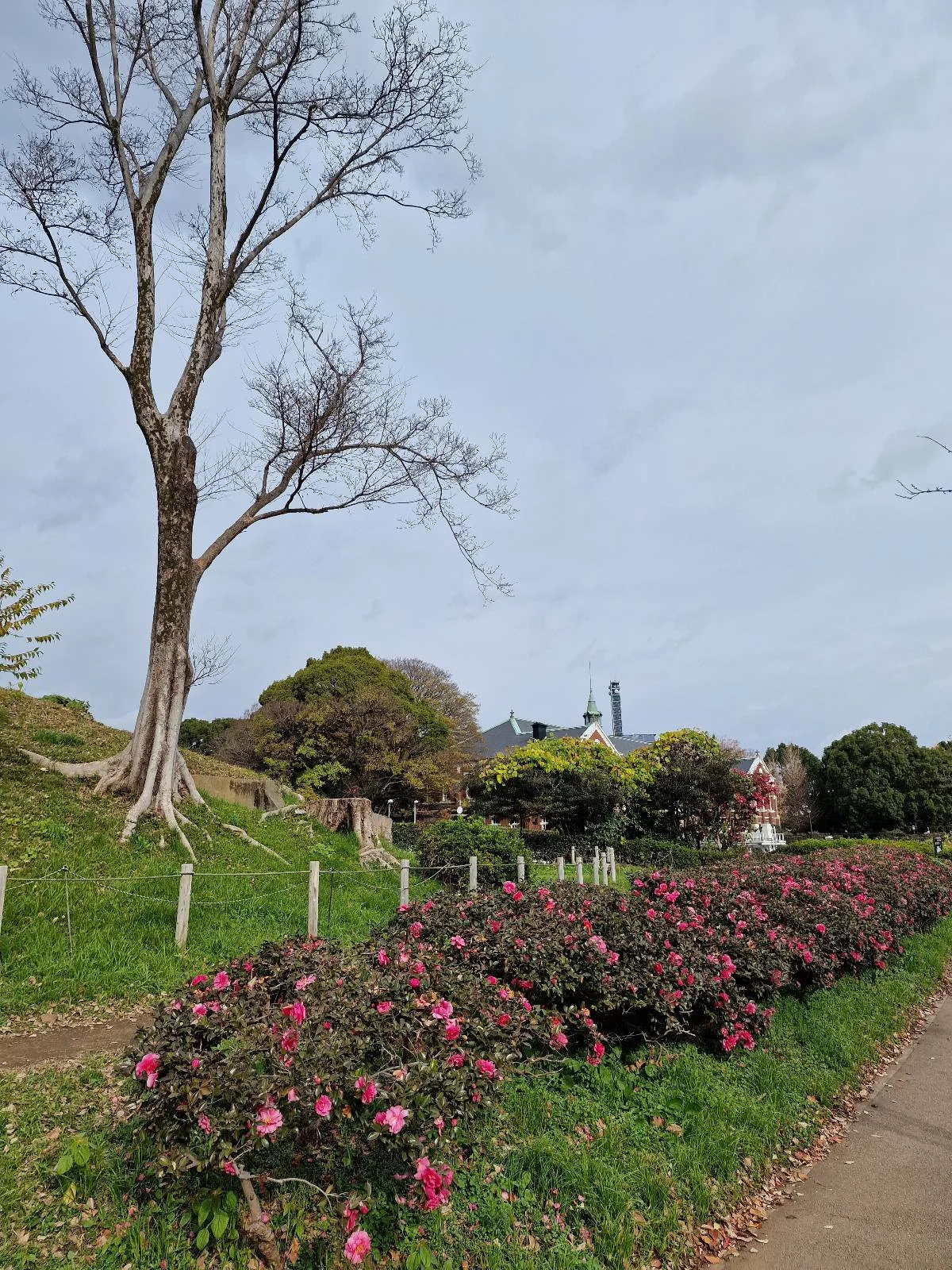 A tall, bare tree stands beside a paved path lined with blooming pink flowers and small bushes. The sky is cloudy, and there are lush green hills and various trees in the background.