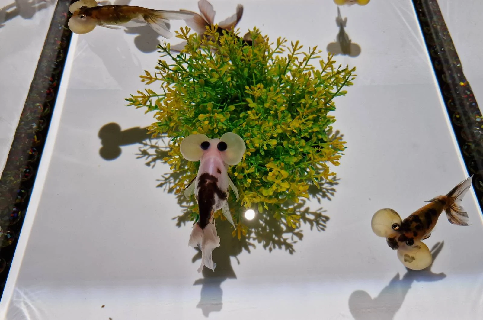 Three fish swim in a clear tank, each wearing suction cups on their sides, preventing them from swimming into each other. A lush green plant sits in the center, casting a shadow on the tank floor.