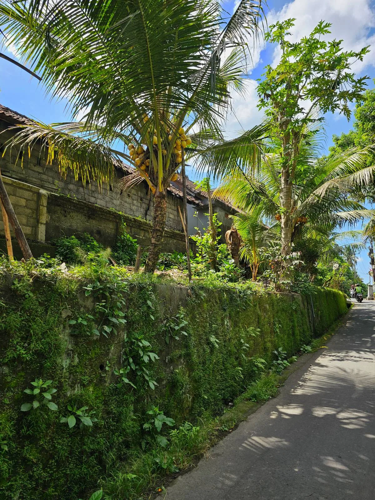 A narrow street bordered by a lush green wall covered with moss and plants. Tall palm trees and other tropical vegetation lean over the wall, with a traditional building partially visible. The sky is bright blue with scattered white clouds.