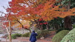 A person in a blue coat and gray hat walks toward a large tree with vibrant orange and red leaves in the Imperial Palace East Gardens, Tokyo. The ground is covered with fallen leaves, and bushes line a pathway beside a wooden fence, adding historical significance to the serene scene.