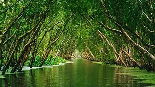 A narrow, calm waterway in the Mekong Delta, forming a natural tunnel under a dense canopy of leaning green trees and lush water plants.