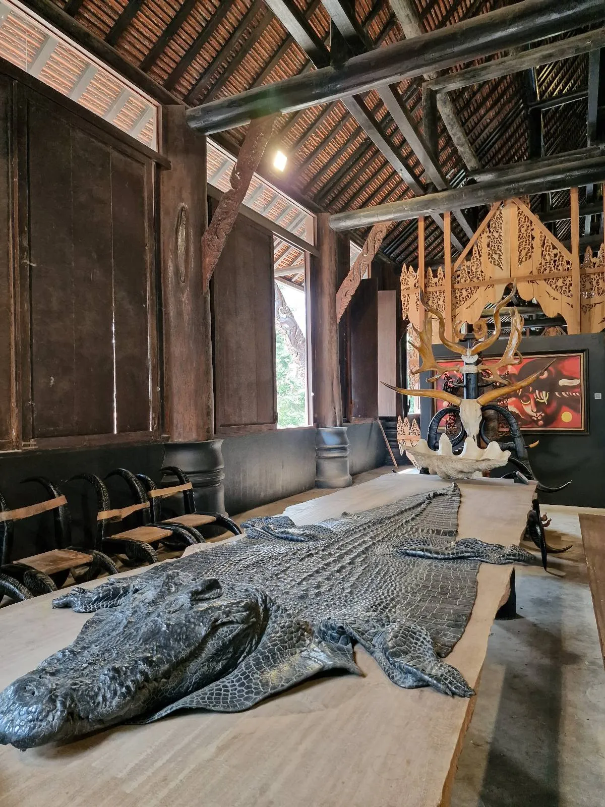 A large crocodile skin on display on a wooden table in a rustic room with high ceilings and wooden beams.