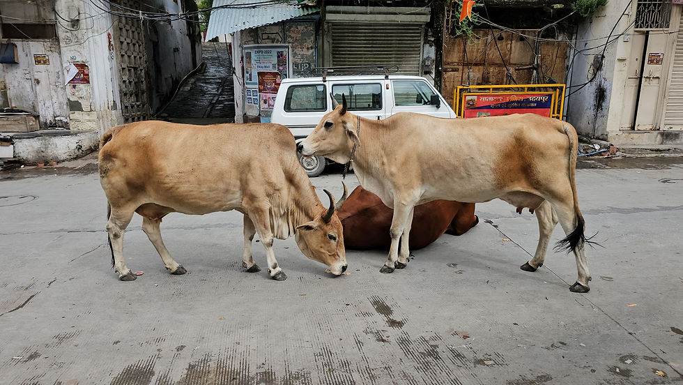 Three cows on a street, two standing and one lying down. Background includes a white van and textured buildings with posters.