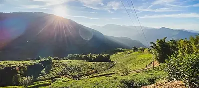 A wide-angle landscape of Alishan, Taiwan, featuring lush green tea plantations on rolling hills under a bright morning sun with dramatic lens flare.