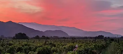 A vibrant pink and orange sunset over a lush green vineyard with silhouettes of mountains in the background of Kakheti.