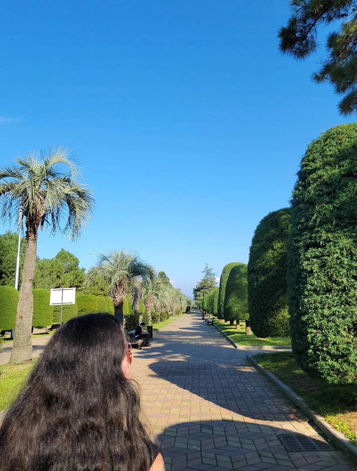 Back of black haired woman looking at large green hedges to the right. View stretches down pink paved boulevard with line of palm treed to the left and a deep blue sky above.