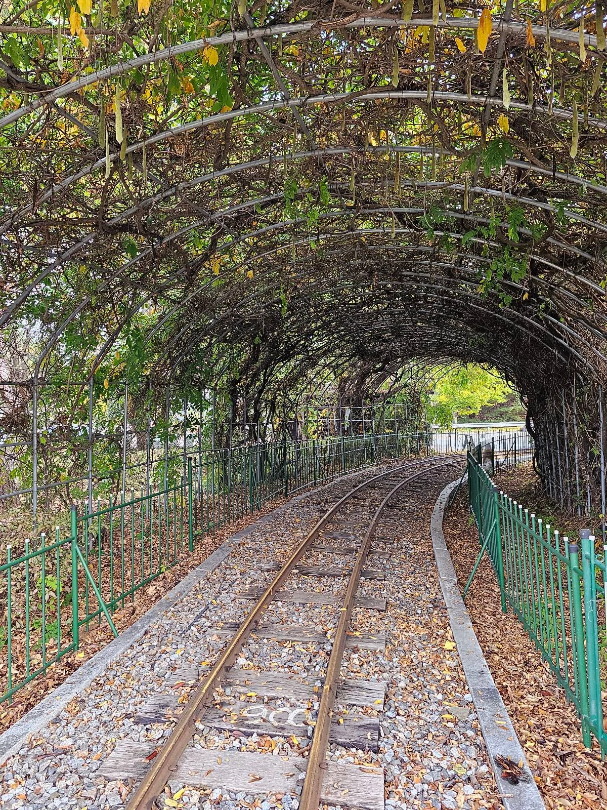 A railway track lined with green fences runs through a tunnel made of intertwining tree branches and leaves, creating a natural canopy. Dried leaves are scattered along the track.