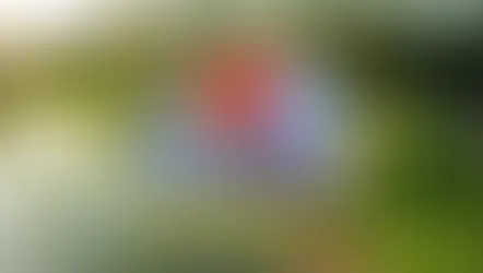 Text overlaid on an image of a rice paddy and palm trees reads, "Traveling in Asia: 12 Months, 12 Countries," with a globe showing Asian countries' flags.