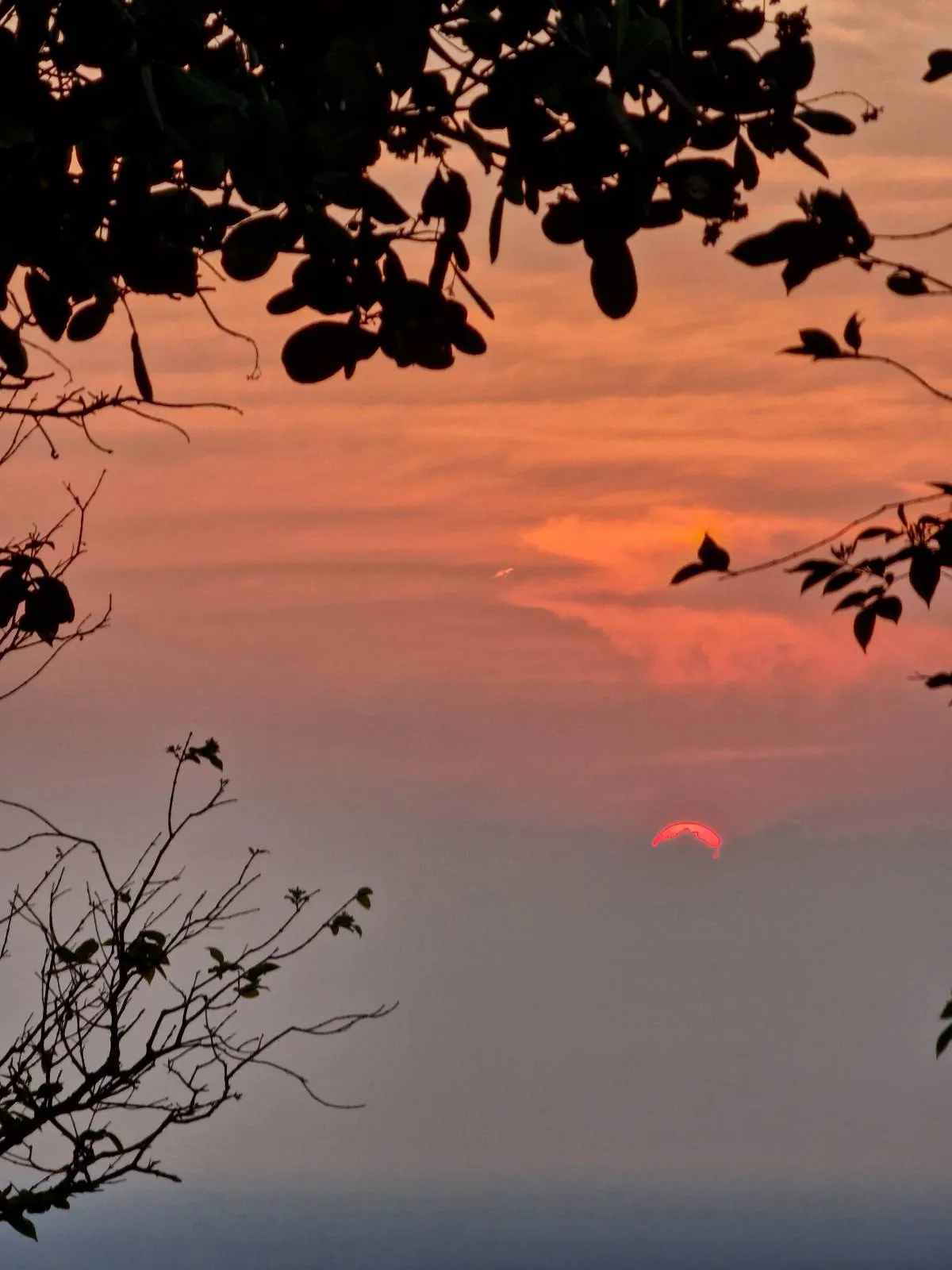 A vibrant orange and pink sunset is partially hidden by clouds, with silhouettes of tree branches and leaves framing the sky.