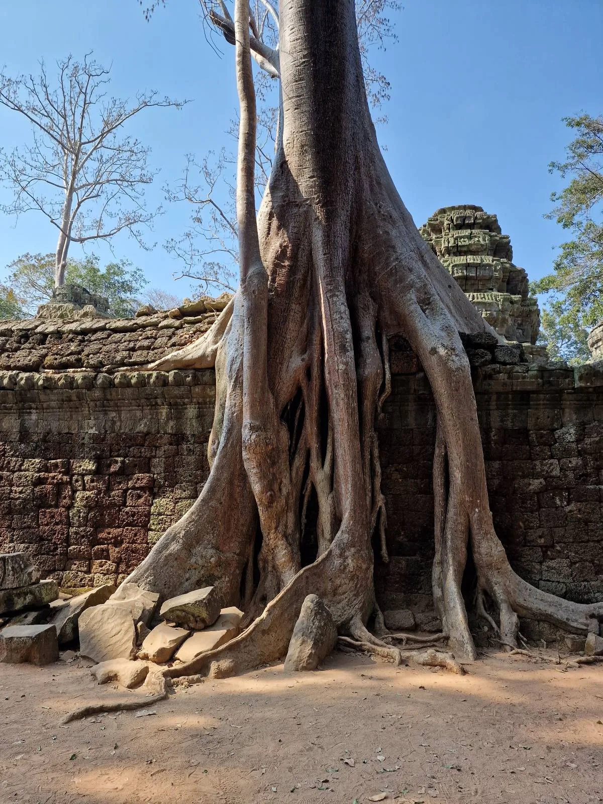 A large tree with thick, exposed roots grows over the ruins of an ancient stone wall under a clear blue sky. Some greenery is visible in the background.
