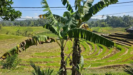 Green rice terraces near Balian Beach with banana trees in the foreground and rural farmland in the distance.