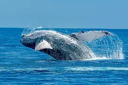 Humpback whale breaching out of the ocean with water splashing against a clear blue sea and sky
