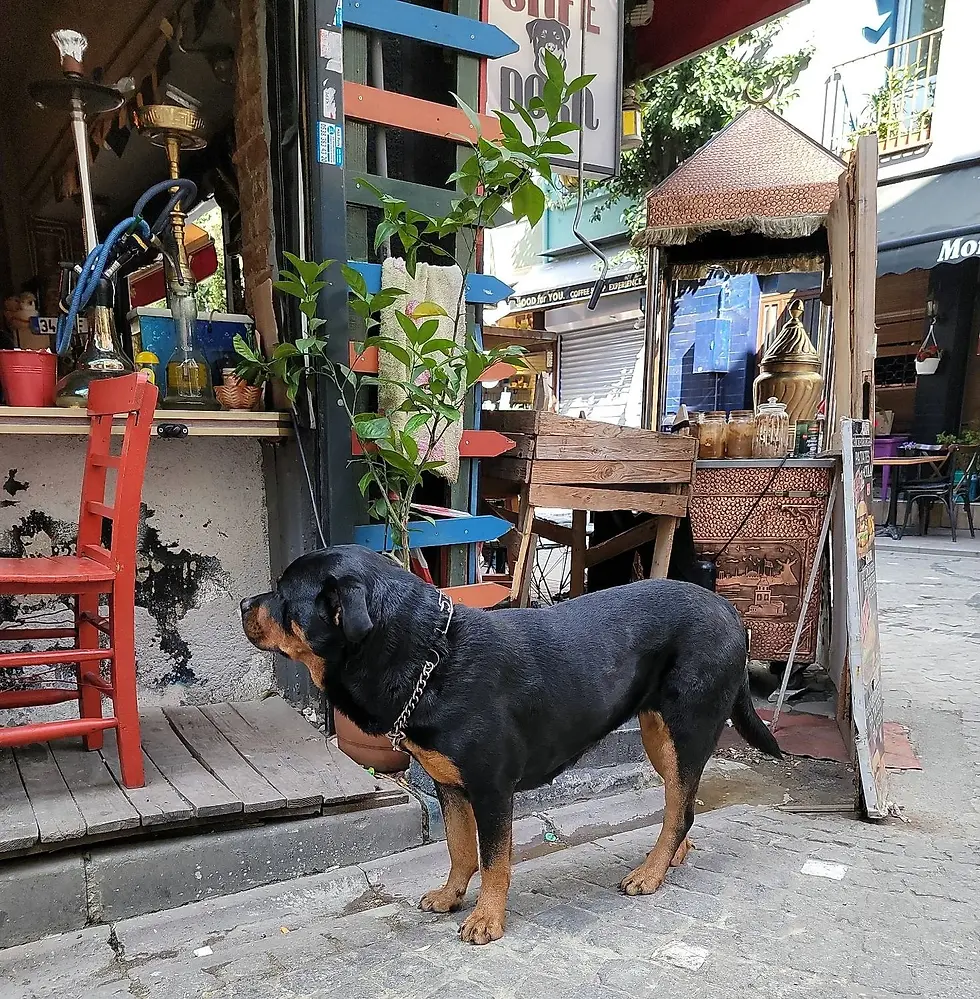 A Rottweiler stands on a cobblestone street in front of an outdoor cafe with wooden chairs and potted plants.