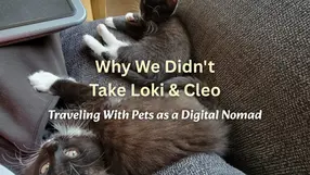 Two cats resting together in a cozy home setting, reflecting on pet ownership for digital nomads.