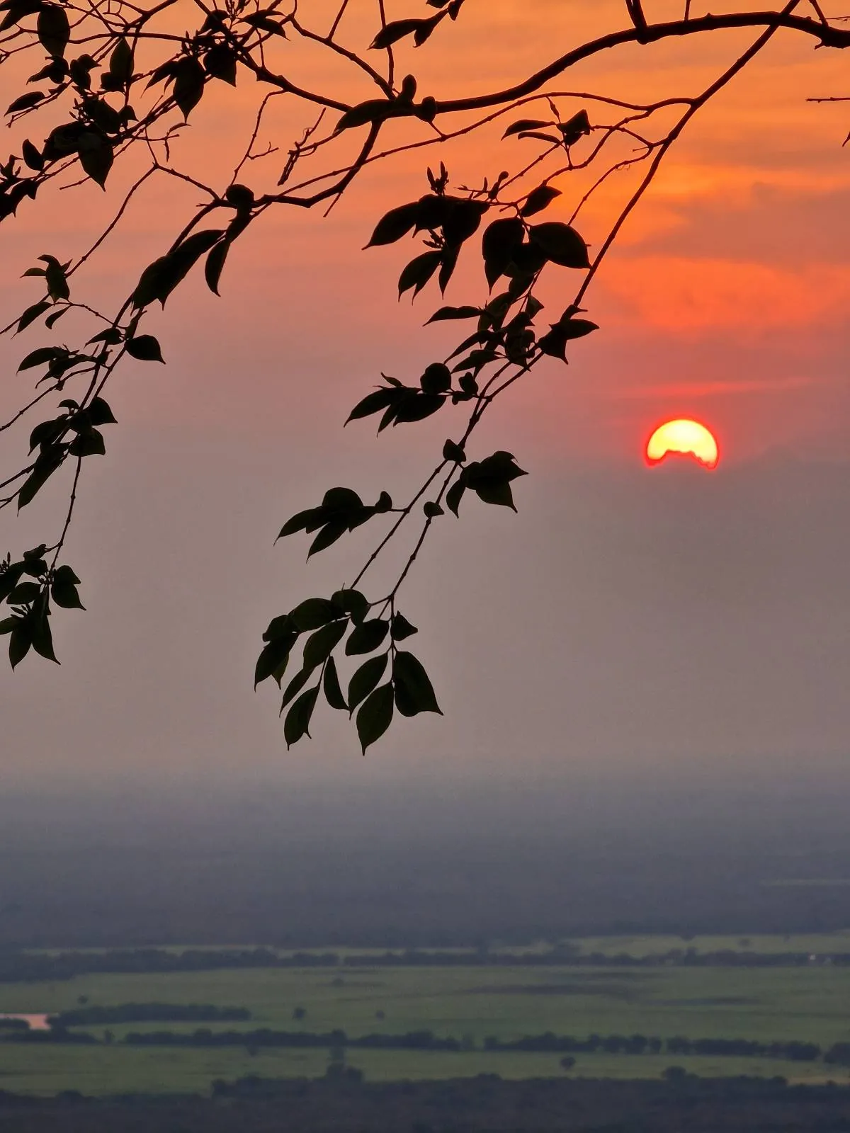 A partially hidden sun sets in an orange-pink sky, with leafy branches silhouetted in the foreground and green fields stretching across the horizon below.