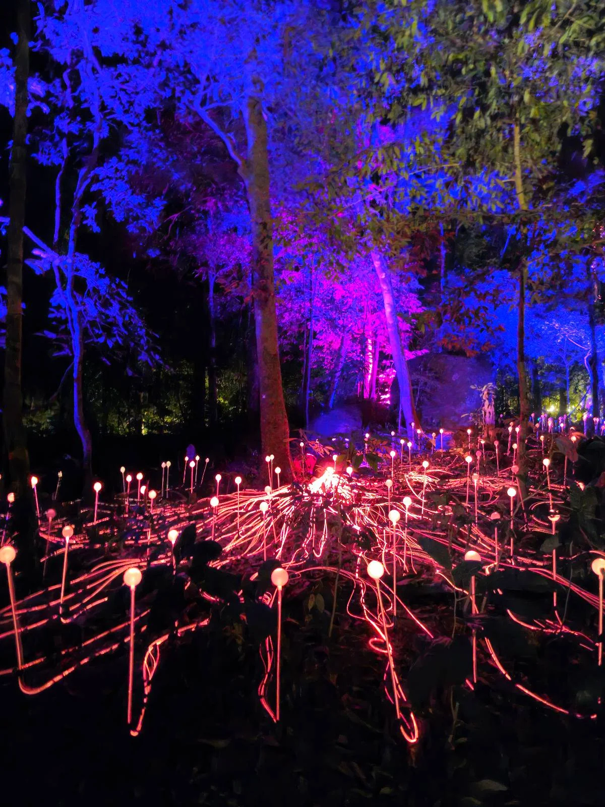 A forest scene at night with trees illuminated by vibrant blue and purple lights. Pink lights on stems resembling flowers are scattered across the ground, creating a whimsical, glowing atmosphere.