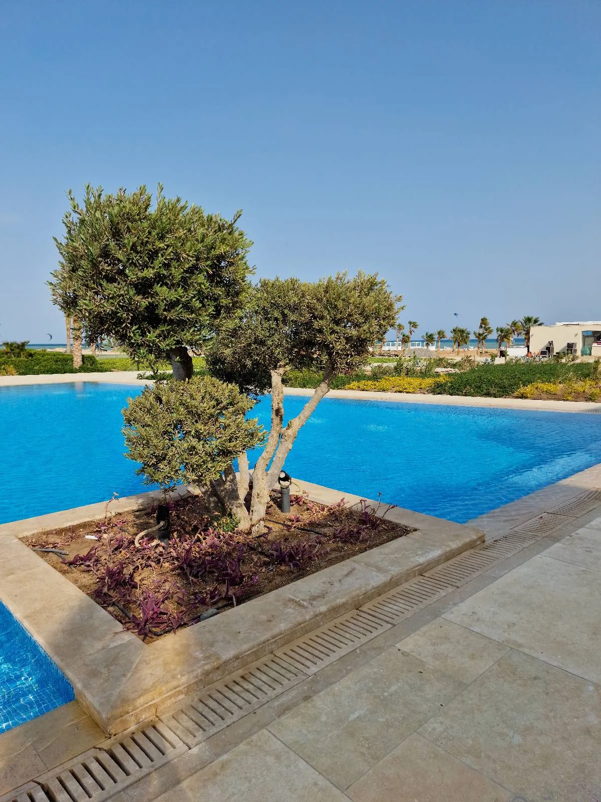 A small tree is planted in a square section of a pool, surrounded by clear blue water, with a paved area and drain in the foreground. The background shows a clear sky and distant buildings.
