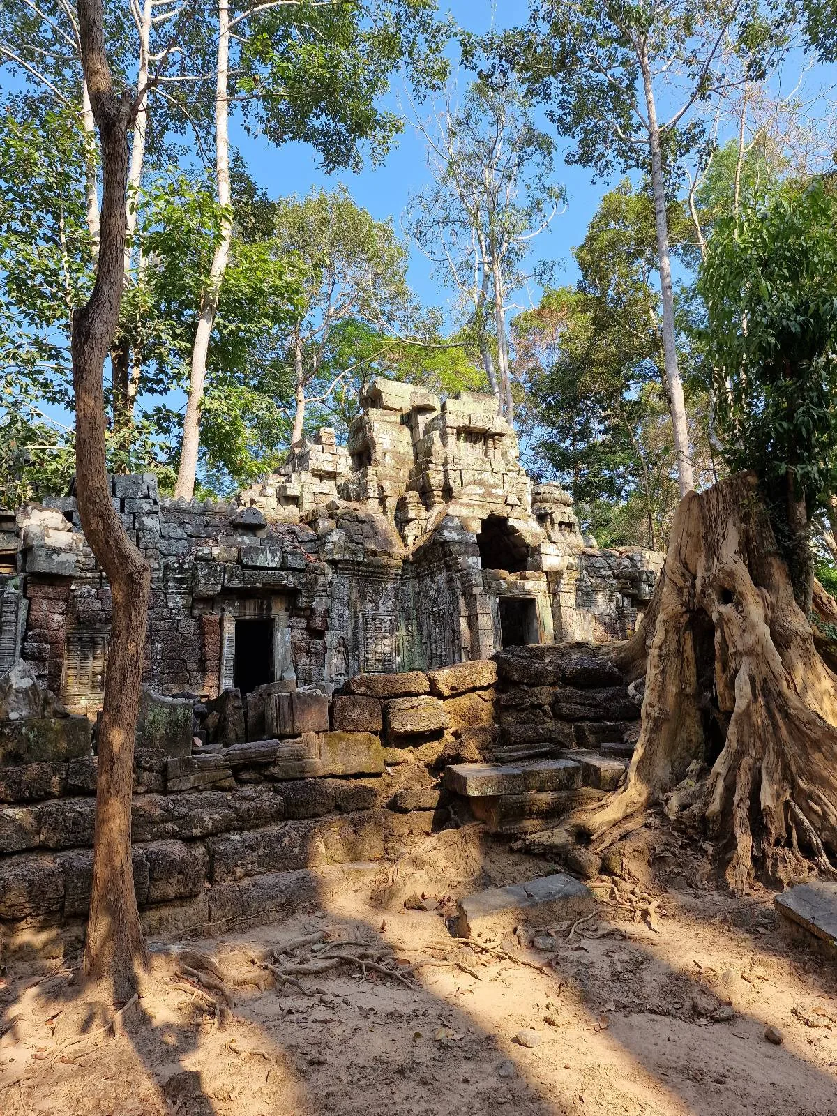 Ancient stone temple ruins surrounded by tall trees and large exposed roots, with sunlight casting shadows on the ground. The scene appears tranquil and historic, set in a dense forest environment.