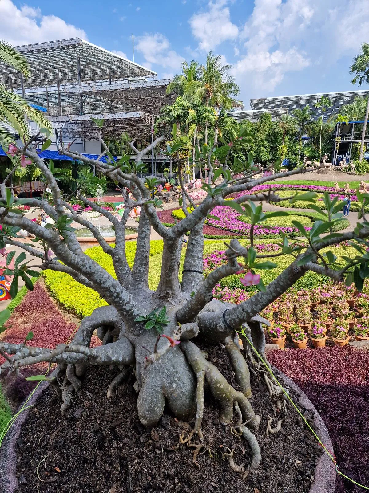 A large, uniquely shaped succulent plant with thick, twisted roots is displayed in an outdoor garden. The background features a modern glass building, colorful flower beds, and palm trees under a blue sky with scattered clouds.