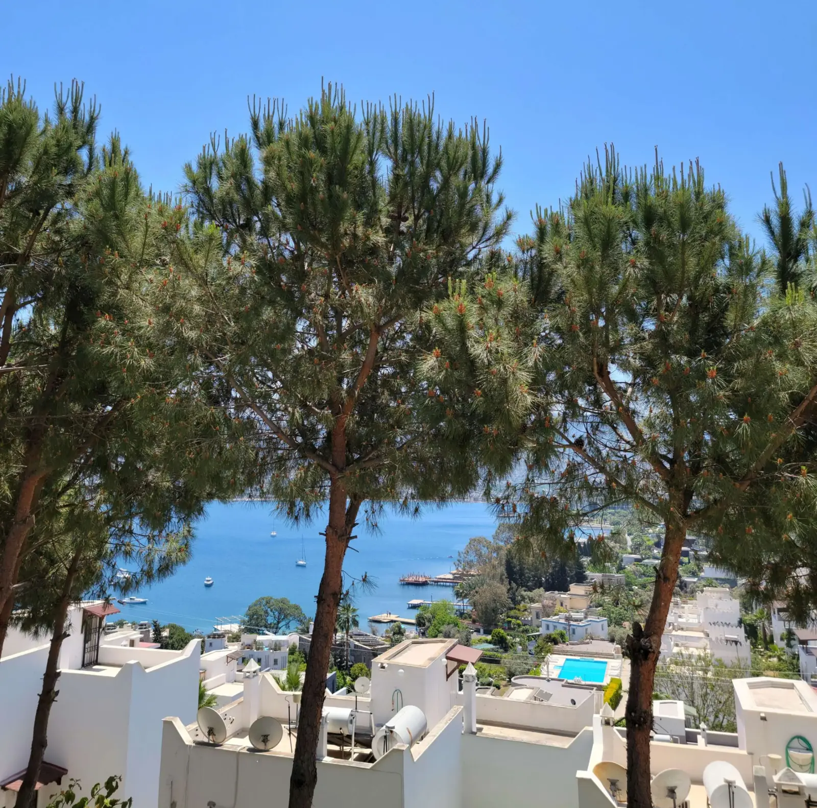 Three tall trees overlooking a coastal town with white buildings and a view of the sea under a clear blue sky.
