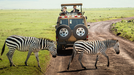 Game drive serengeti.png