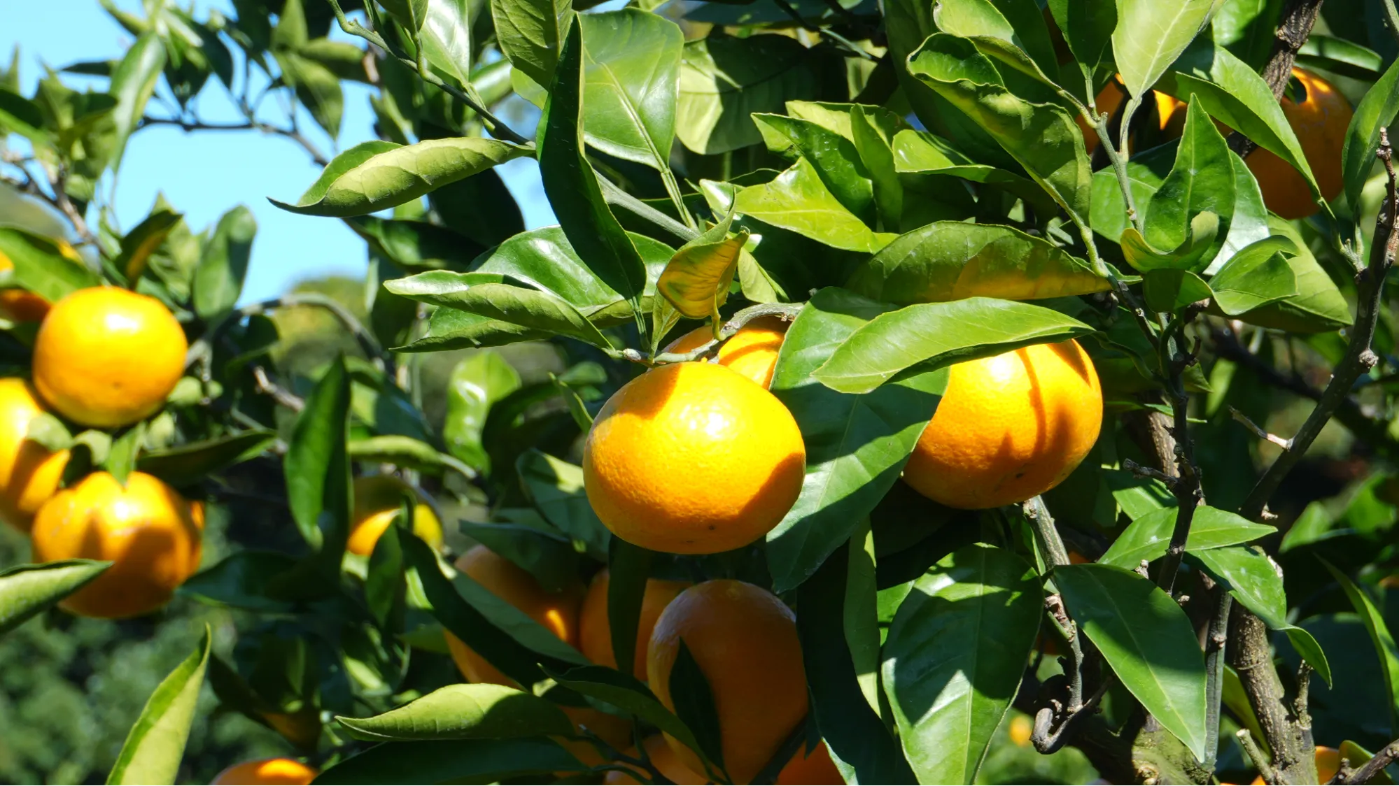 蜜柑樹上有豐碩的果實和深綠色的茂密葉子