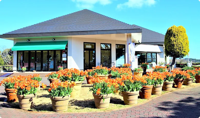 一間灰色屋頂的房子外有許多花盆上面有滿滿的紅花