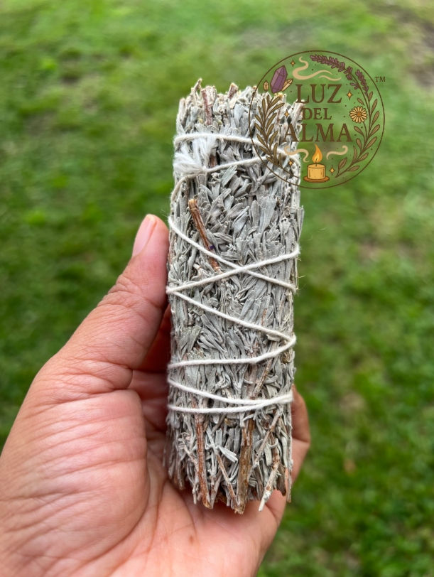 White Sage Salvia Apiana