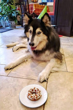 Shadow Waiting Patiently for his Peanut Butter Bacon Doggie Donut