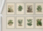 Grønne Eksotiske Planter   1 - 13