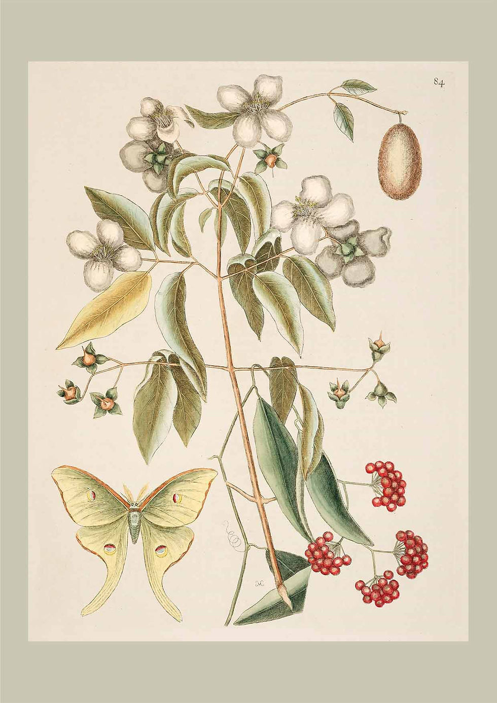 Miniaturebillede: Botanik Serie Lyse Farver 1-13