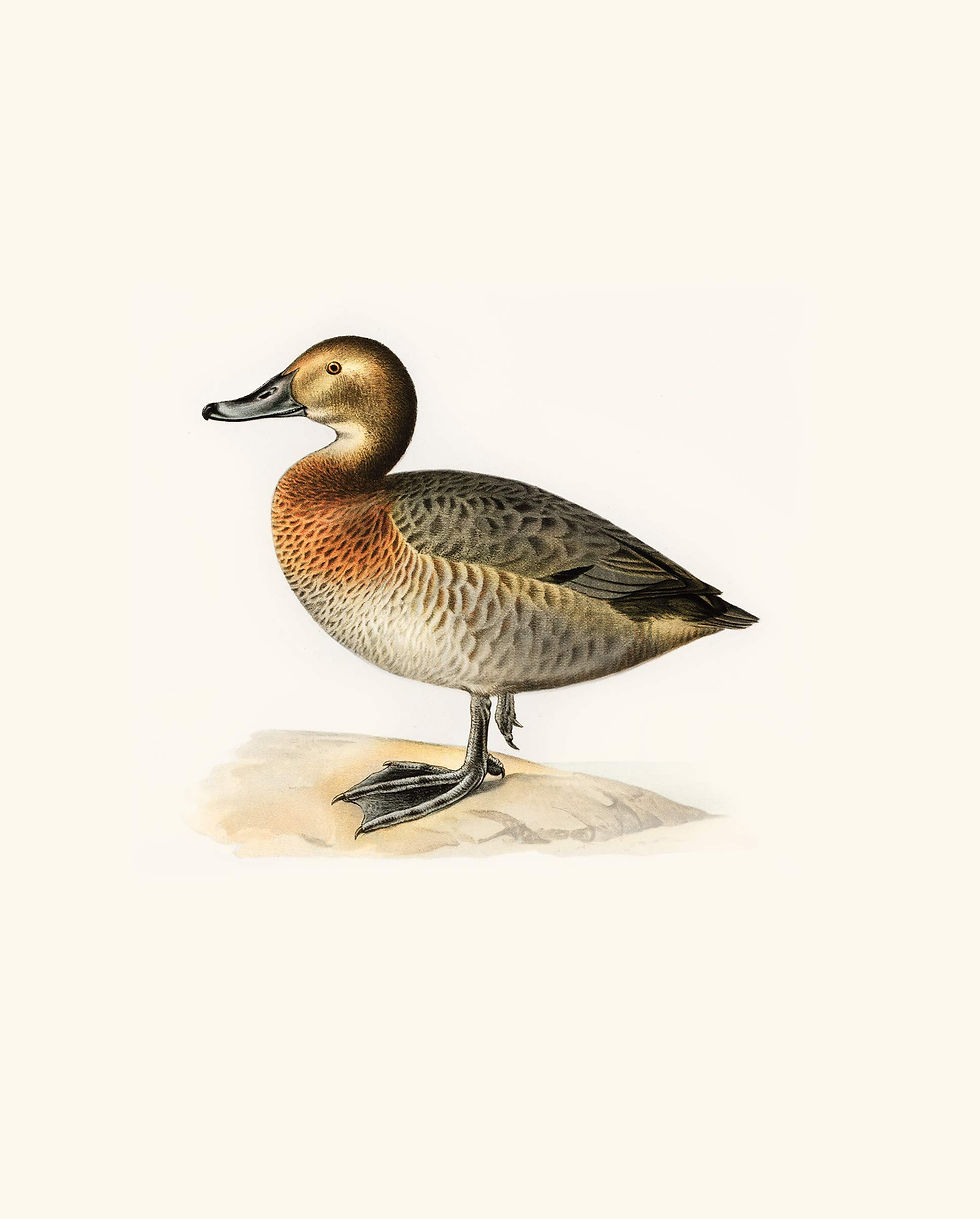 Miniaturebillede: Fugleserie ANAS. Nr. 1 - 13