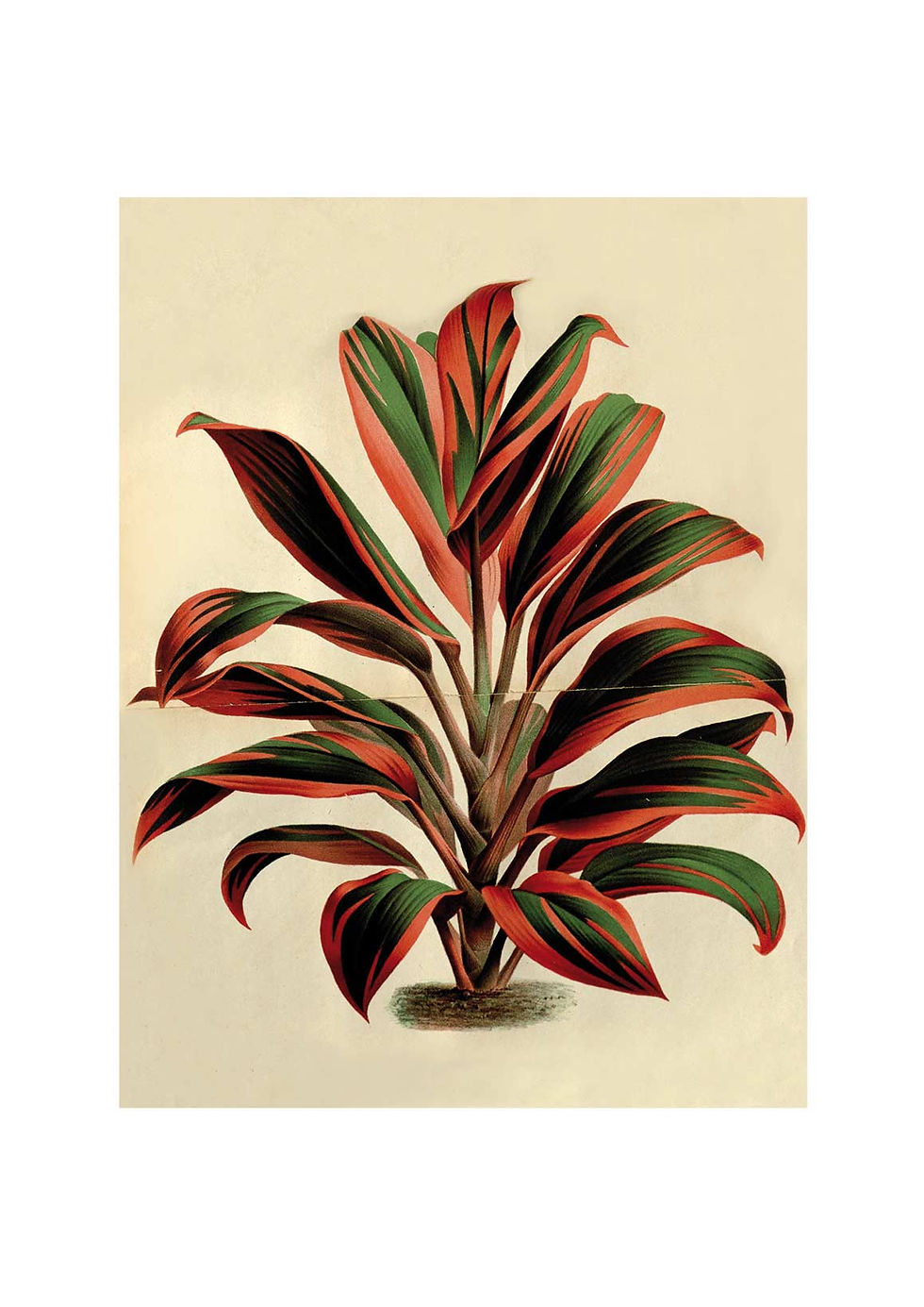 Miniaturebillede: Planteserie Rød. Nr. A-F