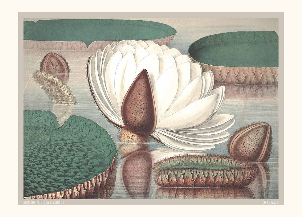 Miniaturebillede: Åkander Serie 1856   Nr. A-F