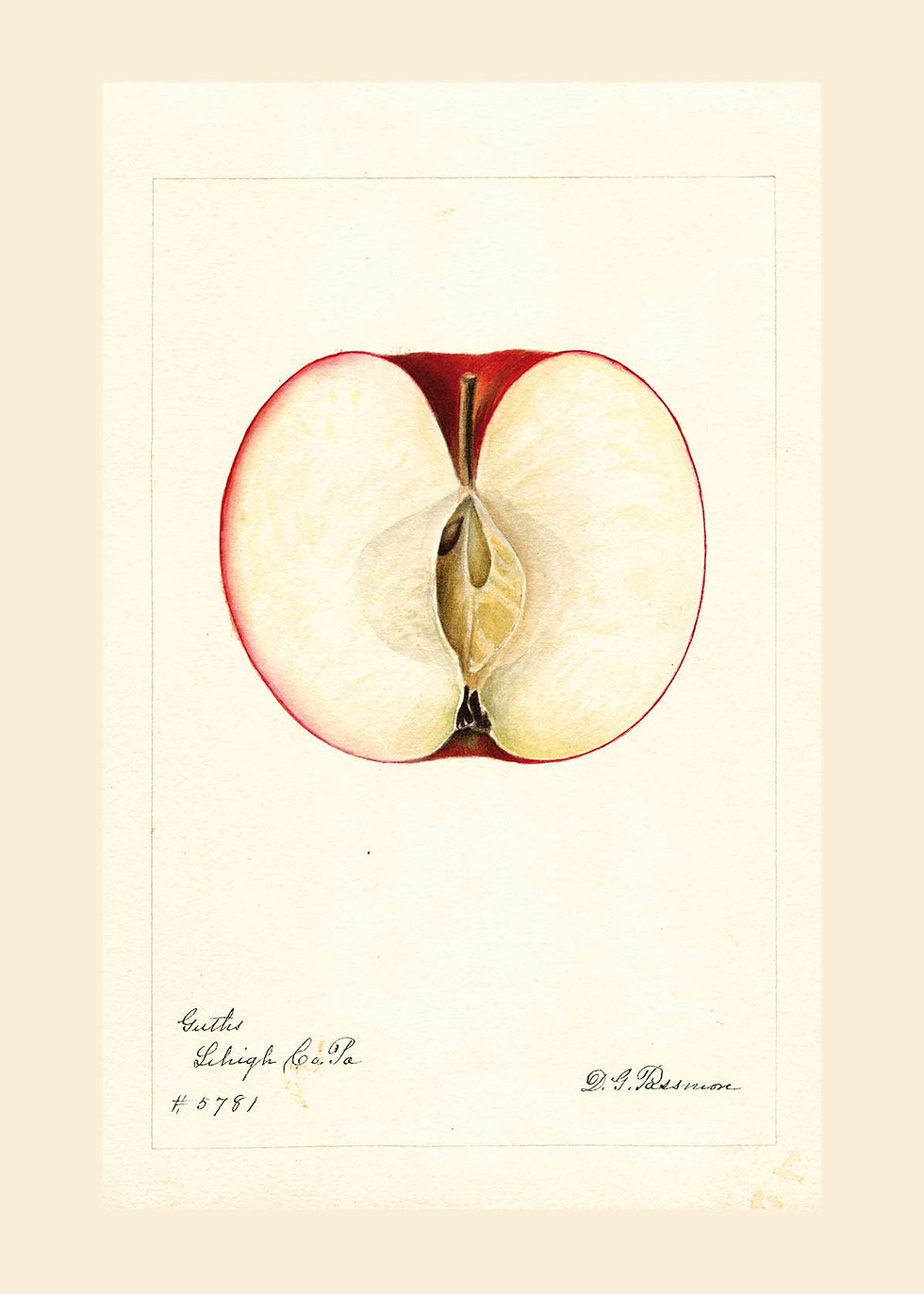 Miniaturebillede: Abelone Frugt og Grønt. Serie på 20 stk. Nr. 1-10