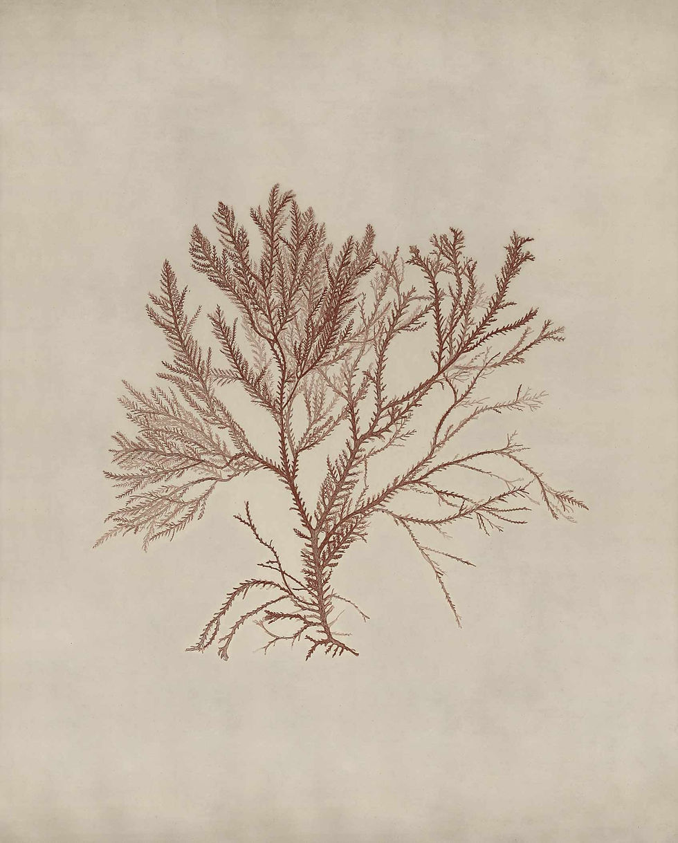 Miniaturebillede: Seaweed Burgundy