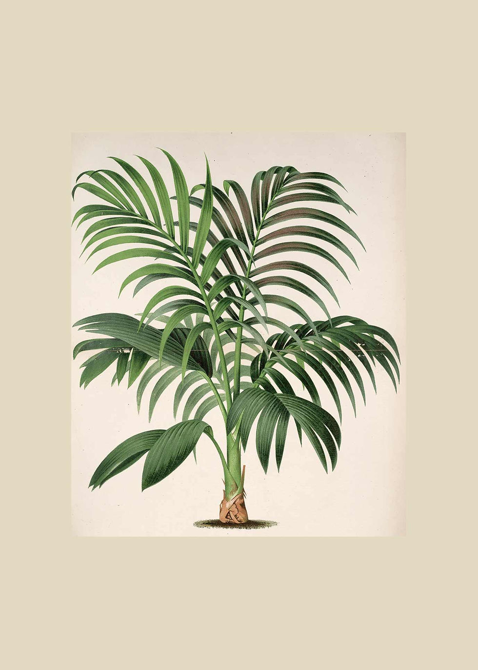Miniaturebillede: Grønne Eksotiske Planter   1 - 13