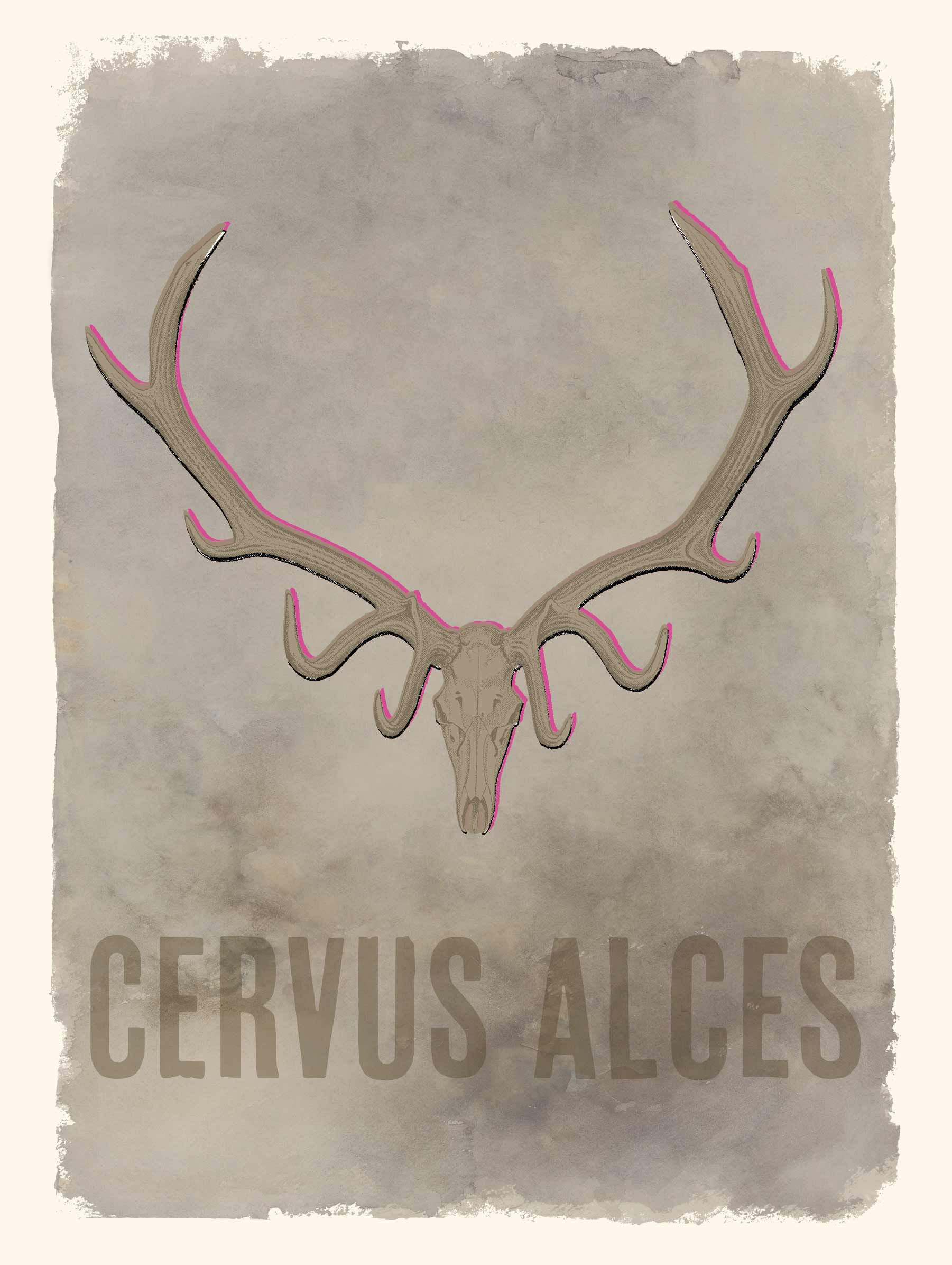Cervus Alces 3 farver