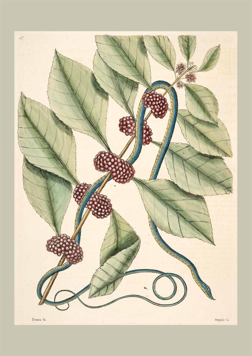 Miniaturebillede: Botanik Serie Lyse Farver 1-13