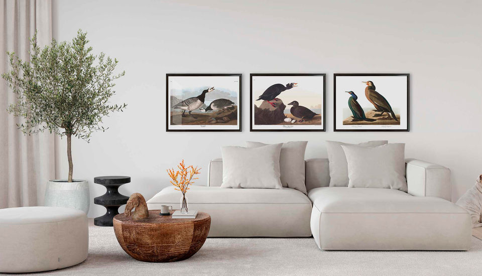 Audubon birds of America klassiske fugleillustrationer i alle størrelser