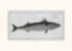 Miniaturebillede: German Fish Illustrations 11-20 (20 i alt)